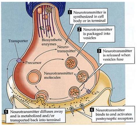 Neurotransmitter Systems Iii Flashcards Quizlet