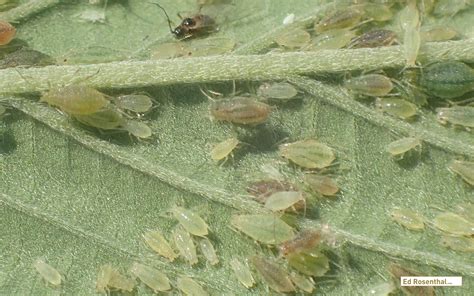 Aphids What You Want To Know About Them And How To Organically Get Rid Of An Aphid Infestation