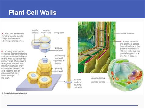 Ppt Cell Structure And Function Powerpoint Presentation Free