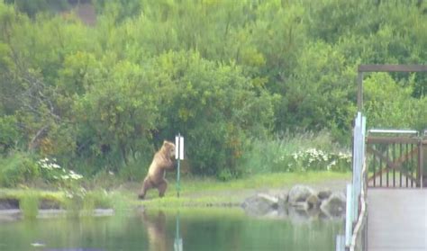 Katmai national park, Katmai, Animals