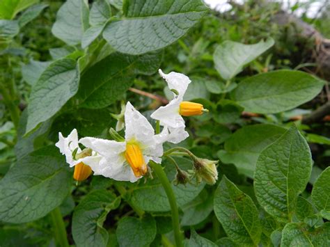 Solanum Tuberosum