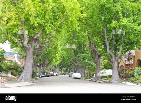 Liquid Amber American Sweet Gum Trees In Spring Lining A Quiet