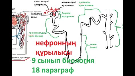 Зәр шығару жүйесі | нефронның құрылысы | нефрон | бүйректің құрылысы ...
