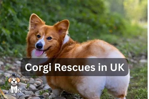 Welsh Corgi Rescue Uk Top Place To Get Rescue Corgi