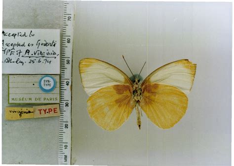 Ascia Monuste Virginia Type Specimens