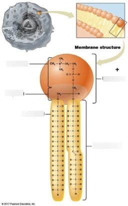 Phospholipid Structure Diagram Quizlet