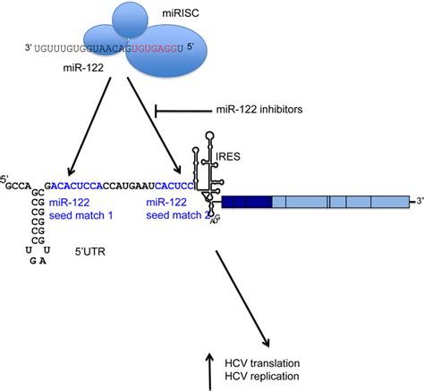 Viruses Free Full Text Targeting Microrna 122 To Treat Hepatitis C