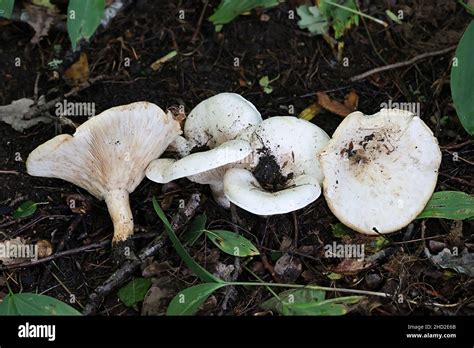 Leucopaxillus giganteus, commonly known as the giant leucopax, the ...
