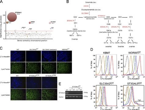 Human Haploid Genetic Screen Using The Ctxdta Conjugate A Candidate