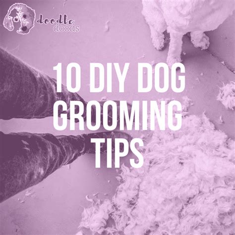 10 DIY Dog Grooming Tips for Grooming At Home - Doodle Doods