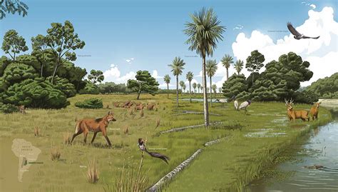 Gran Chaco Landscape World Wildlife Magazine — Matt Twombly