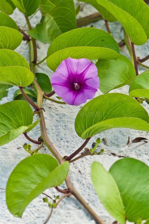 Beach Morning Glory Flowering Vine Stock Photo - Image of flower, vine ...