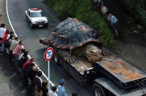 Prince Downloads: World's Largest Tortoise Pic