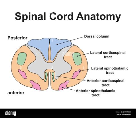 Spinal cord anatomy, illustration Stock Photo - Alamy