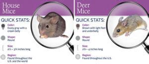 How Can I Identify the Different Kinds of Mice Invading My Home?