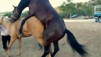 Mare Pussy Pounded Deep By A Very Big Dicked Dude
