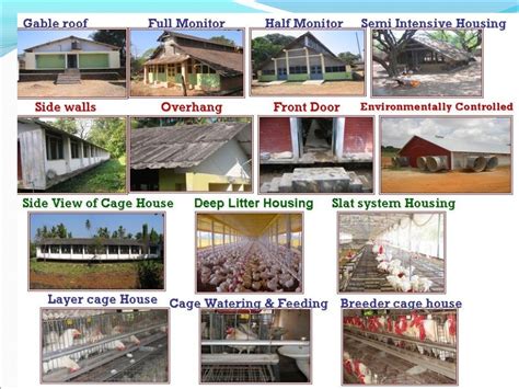 Design of poultry houses