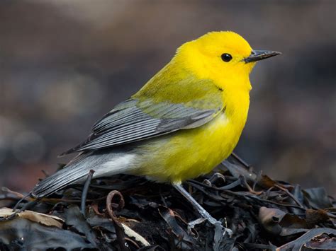 Prothonotary Warbler - Profile | Facts | Female | Nest | Traits - BirdBaron