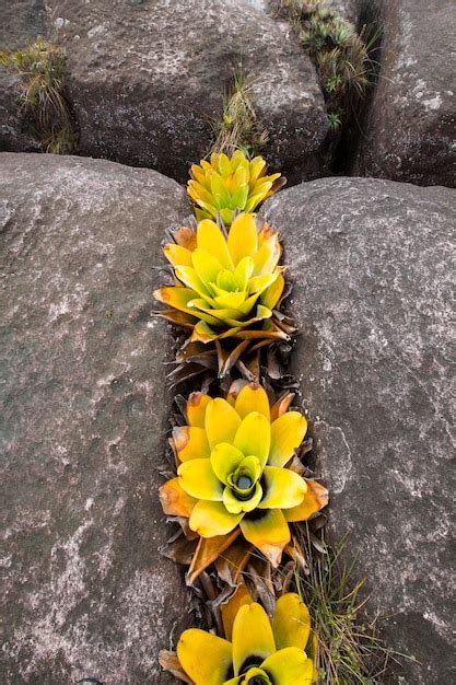 Premium Photo A Very Rare Endemic Yellow Flowers On The Plateau Of