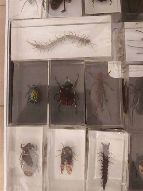 Collection Insectes D’occasion