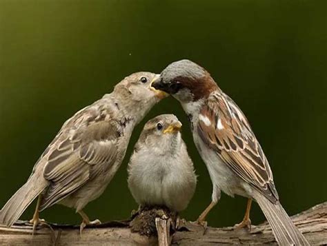 World Sparrow Day 2021 Netizens Stands Together To Save And Help Birds