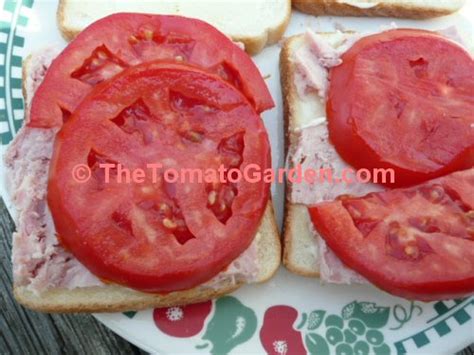 Thetomatogarden Amelia Tomato