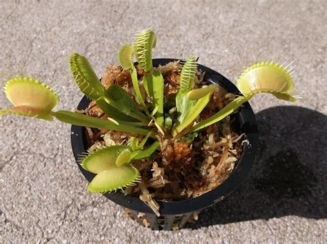 Venus atrapamoscas tamaño adulto atrapamoscas Dionaea Muscipula