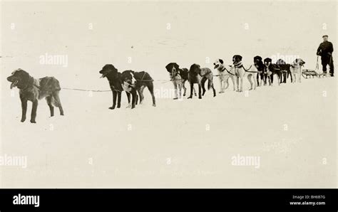 Winning Entry, 16th All Alaska Sled Dog Race Stock Photo - Alamy