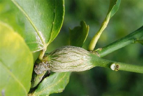 Citrus Gall Wasp In Western Australia Department Of Agriculture And Food