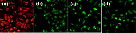 Assay Mitochondrial Membrane Potential Of Hepg2 Cells With Jc 1