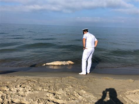 Moria Di Cefali Sulla Spiaggia Della Darsena A Viareggio La Guardia