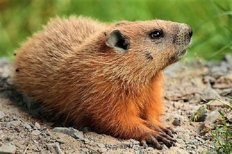 Groundhogs Are More Than Weather Predictors Here Are Some Lesser Known