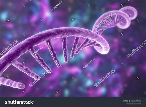 Molecular Model Messenger Ribonucleic Acid Mrna Stock Illustration 2202150169 Shutterstock