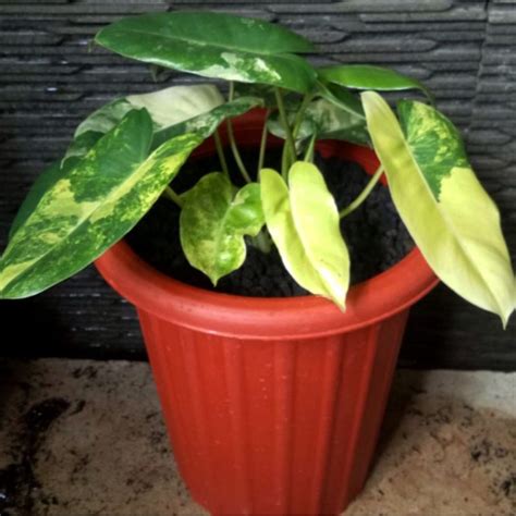 Jual Tanaman Hias Philodendron Burle Marx Variegata Shopee Indonesia