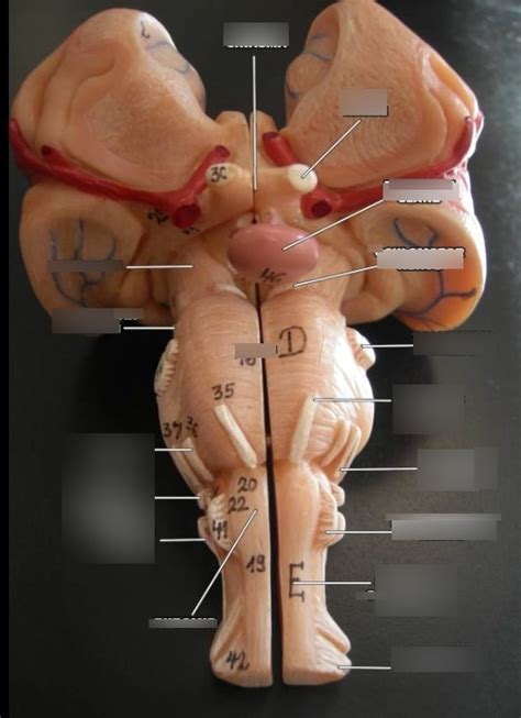 Brain Stem Model 3 Diagram Quizlet