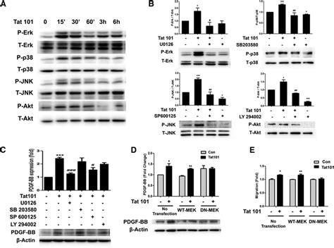 Tat Mediated Upregulation Of Pdgf Bb And Pericyte Migration Involves