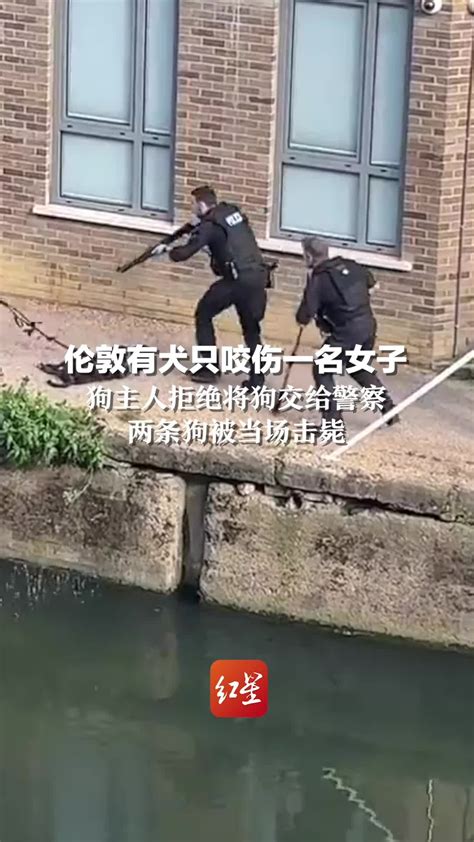 英国伦敦，狗咬伤一名女子，狗主人拒绝将狗交给警察，与警方对峙，两条狗被当场击毙凤凰网视频凤凰网