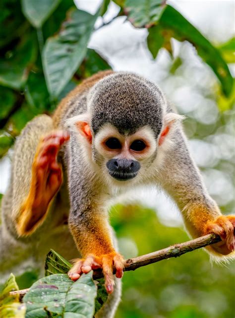 amazonie nature tout savoir sur la biodiversite en amazonie