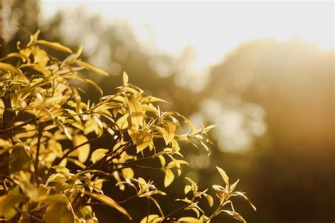 Premium Photo Low Angle View Of Plant Against Sky