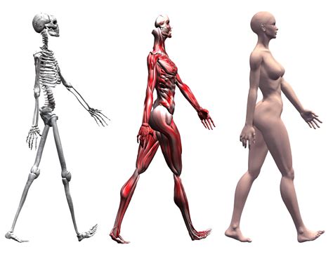 What Is The Gait Cycle? | 3D Muscle Lab