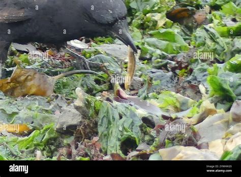 Saddleback Gunnel Pholis Ornata Stock Photo Alamy