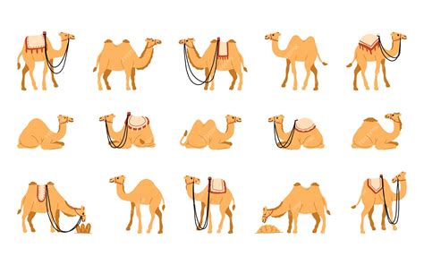 Premium Vector Set Of Vector Camel Walk Animation Sprite Sheet Camel