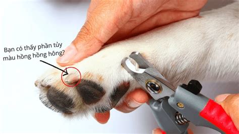 Чем стричь когти собаке (62 фото) - картинки sobakovod.club