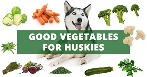 Siberian Husky diet - All you need to know - Husky Advisor