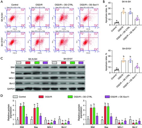 Sox11 Reduces Apoptosis Induced By Ogdr A Apoptosis Ratios For The Download Scientific