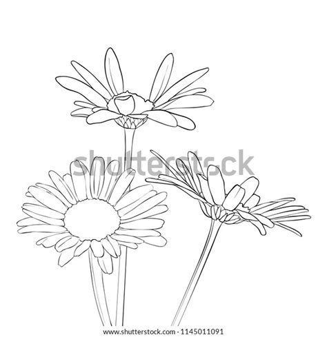 Vector Drawing Daisy Flowers Floral Composition Stock Vector Royalty