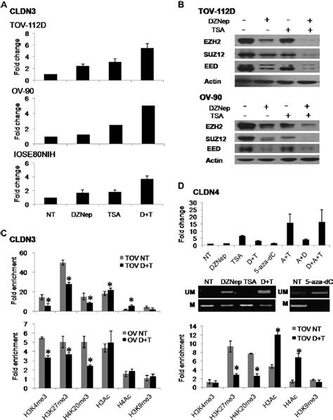 Effects Of Dznep 5 Aza Dc And Tsa Treatment On Cldn3 And Cldn4 Download Scientific Diagram