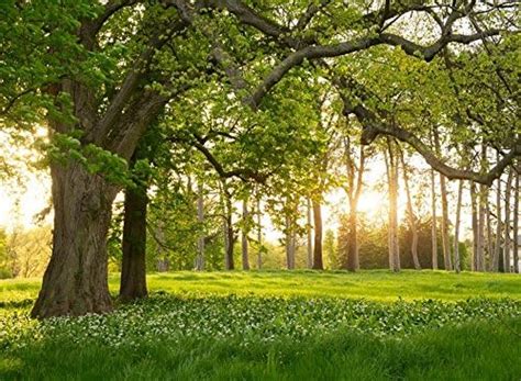 Amazon Vidmot X Ft Spring Scenery Backdrop Forest Path Sunshine