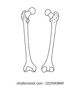 Human Femur Bone Outline Anatomical Hand Stock Vector Royalty Free