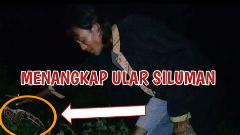 Misteri Menangkap Ular Siluman Youtube